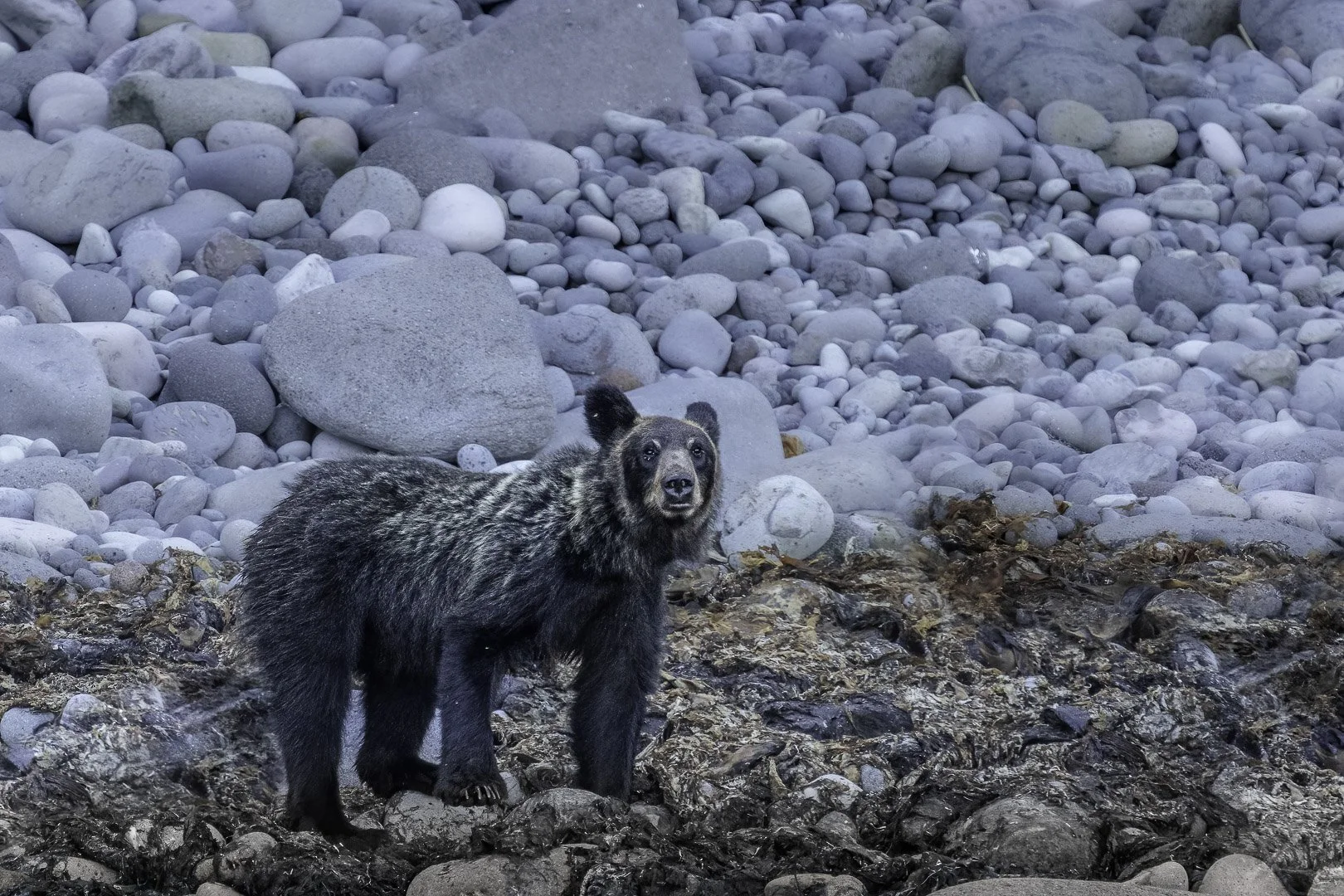 Ezo/Ussuri Brown Bear (Ursus arctos lasiotus) — Wildenatur.com